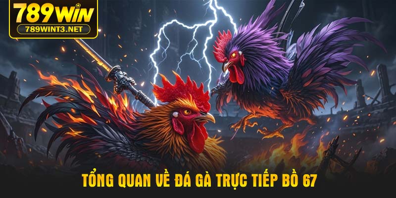 Tổng quan về đá gà trực tiếp bồ 67
